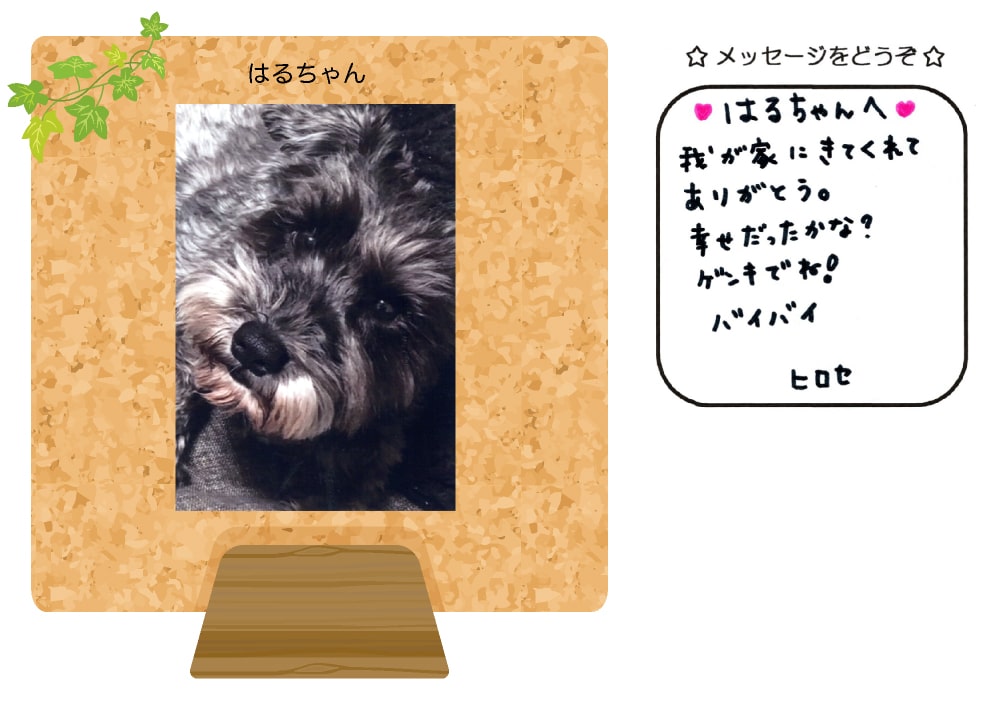 はるちゃんの写真とお手紙