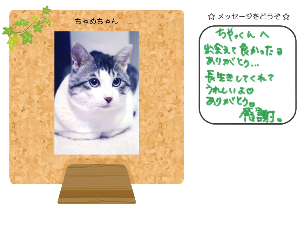 ちゃめちゃんの写真とお手紙