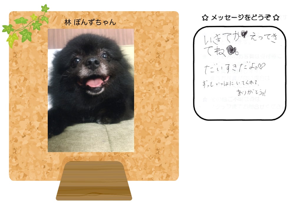 林ぽんずちゃんの写真とお手紙