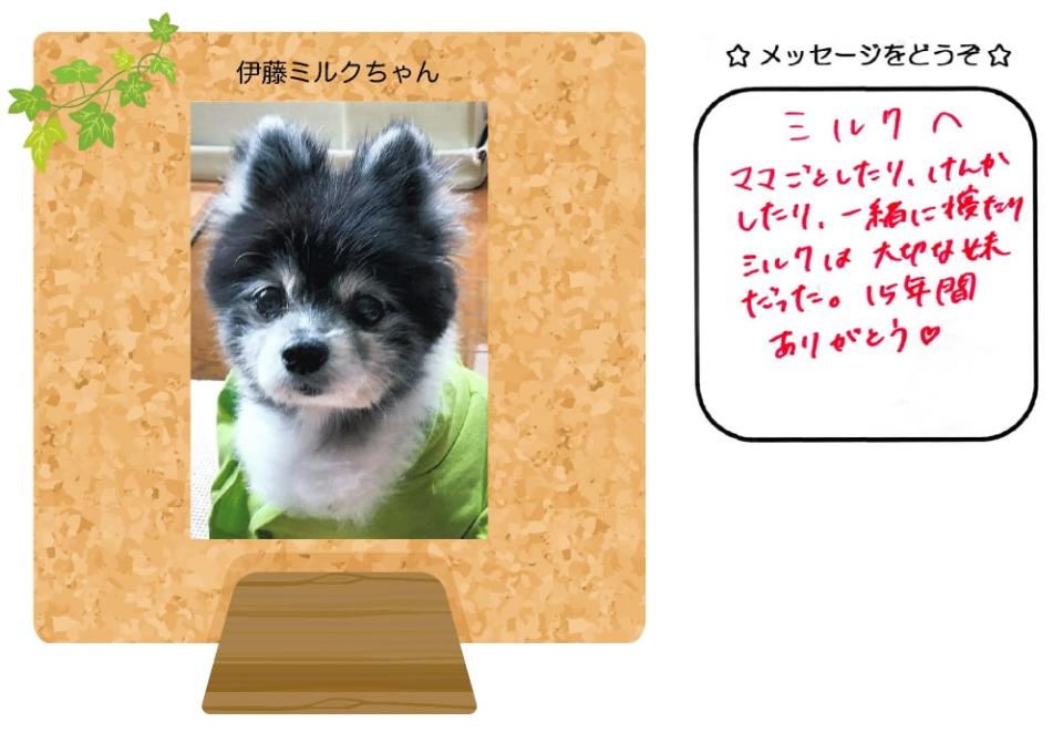 ミルクちゃんの写真とお手紙