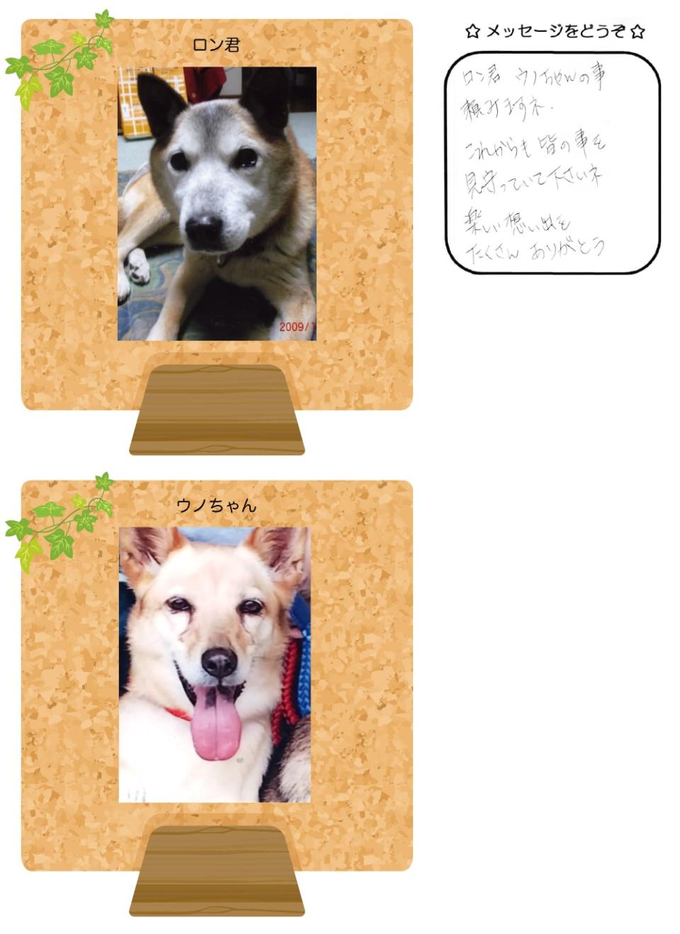 ロンくんとウノちゃんの写真とお手紙