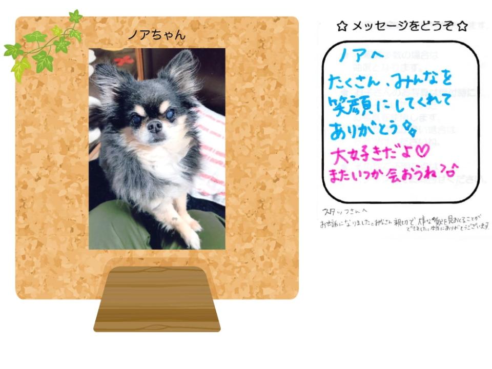 ノアちゃんの写真とお手紙