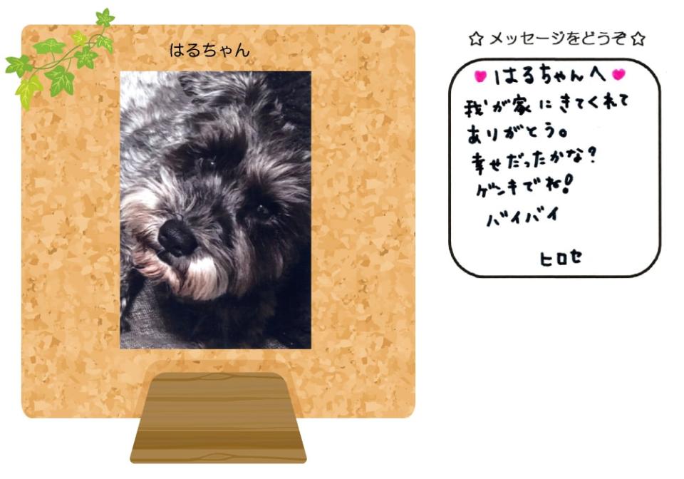 はるちゃんの写真とお手紙