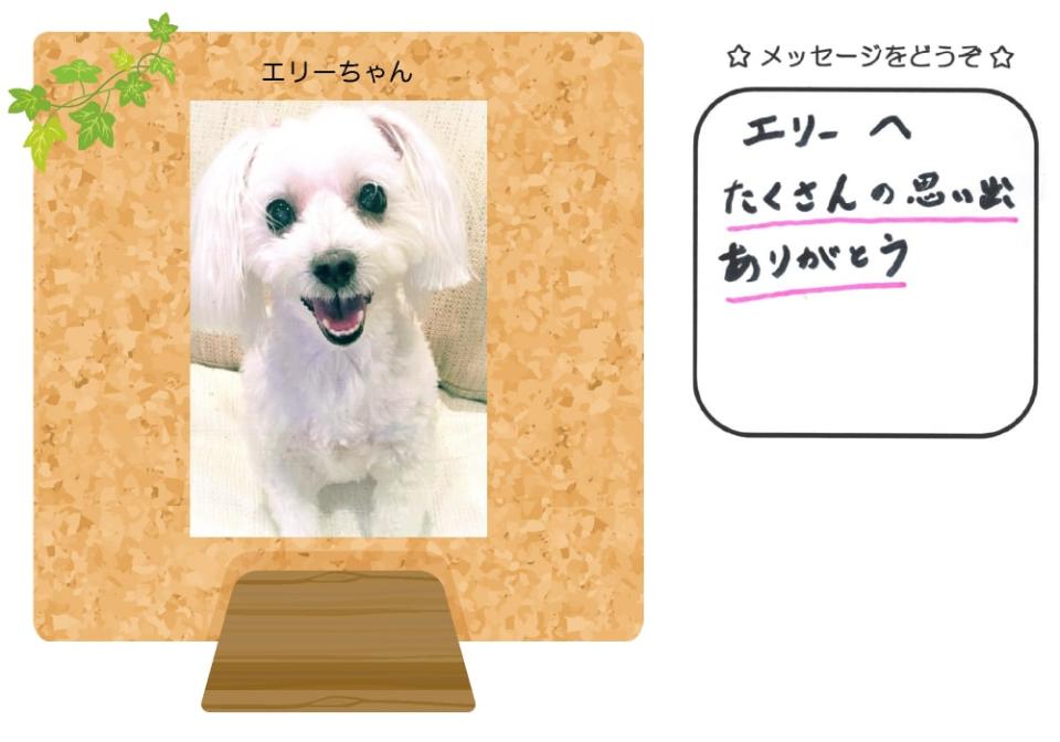 エリーちゃんの写真とお手紙