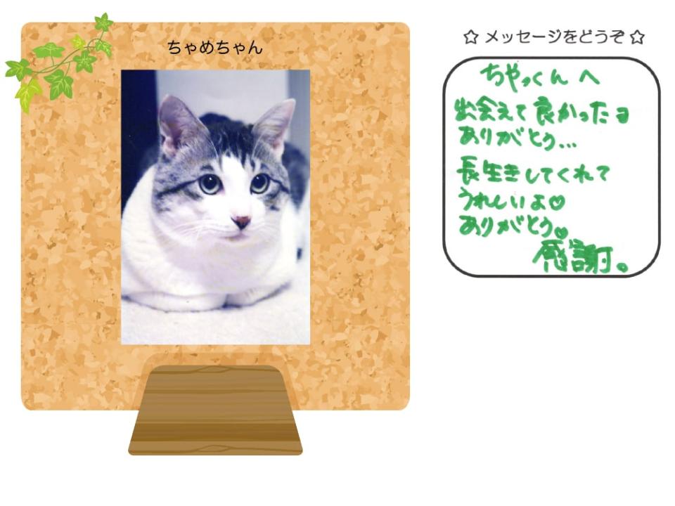 ちゃめちゃんの写真とお手紙