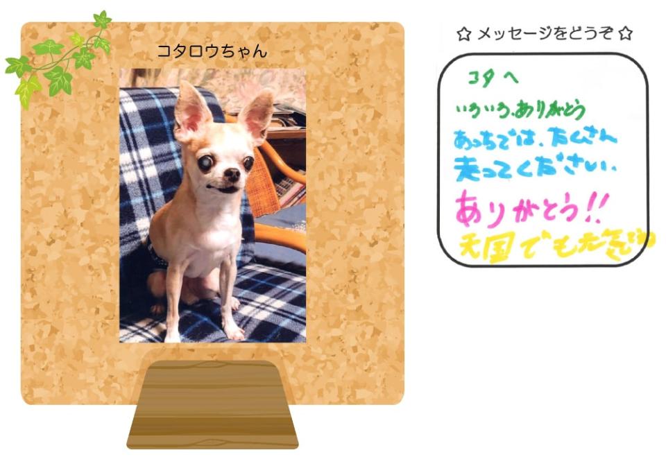 コタロウちゃんの写真とお手紙