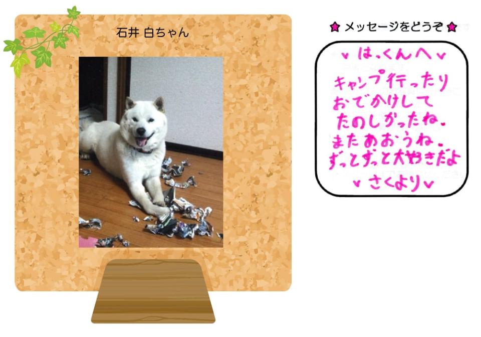 石井白ちゃんの写真とお手紙
