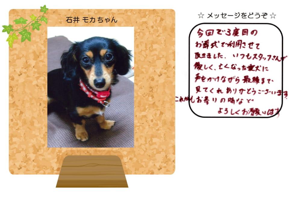 石井モカちゃんの写真とお手紙
