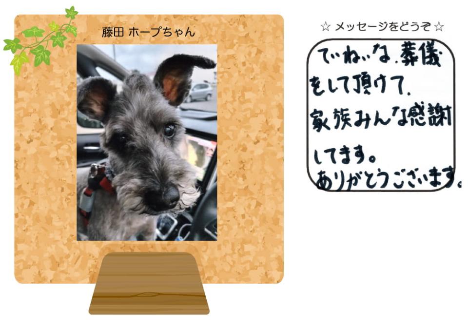 藤田ホープちゃんの写真とお手紙
